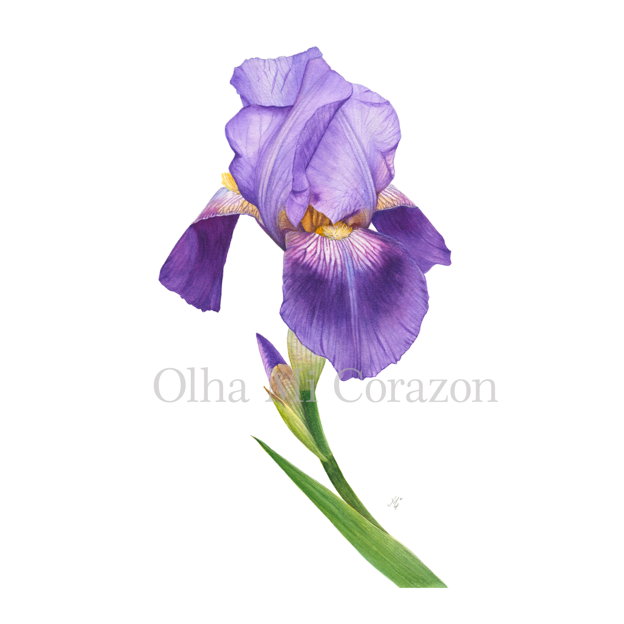 Violet Iris. Original watercolor painting, artist Olha Mi Corazon