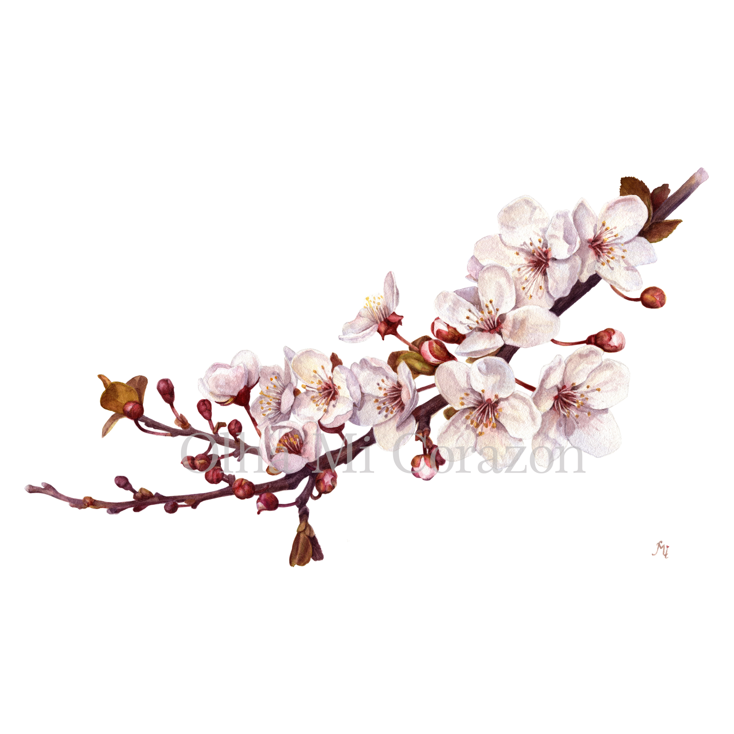 Red leaf plum. Original watercolor painting, artist Olha Mi Corazon