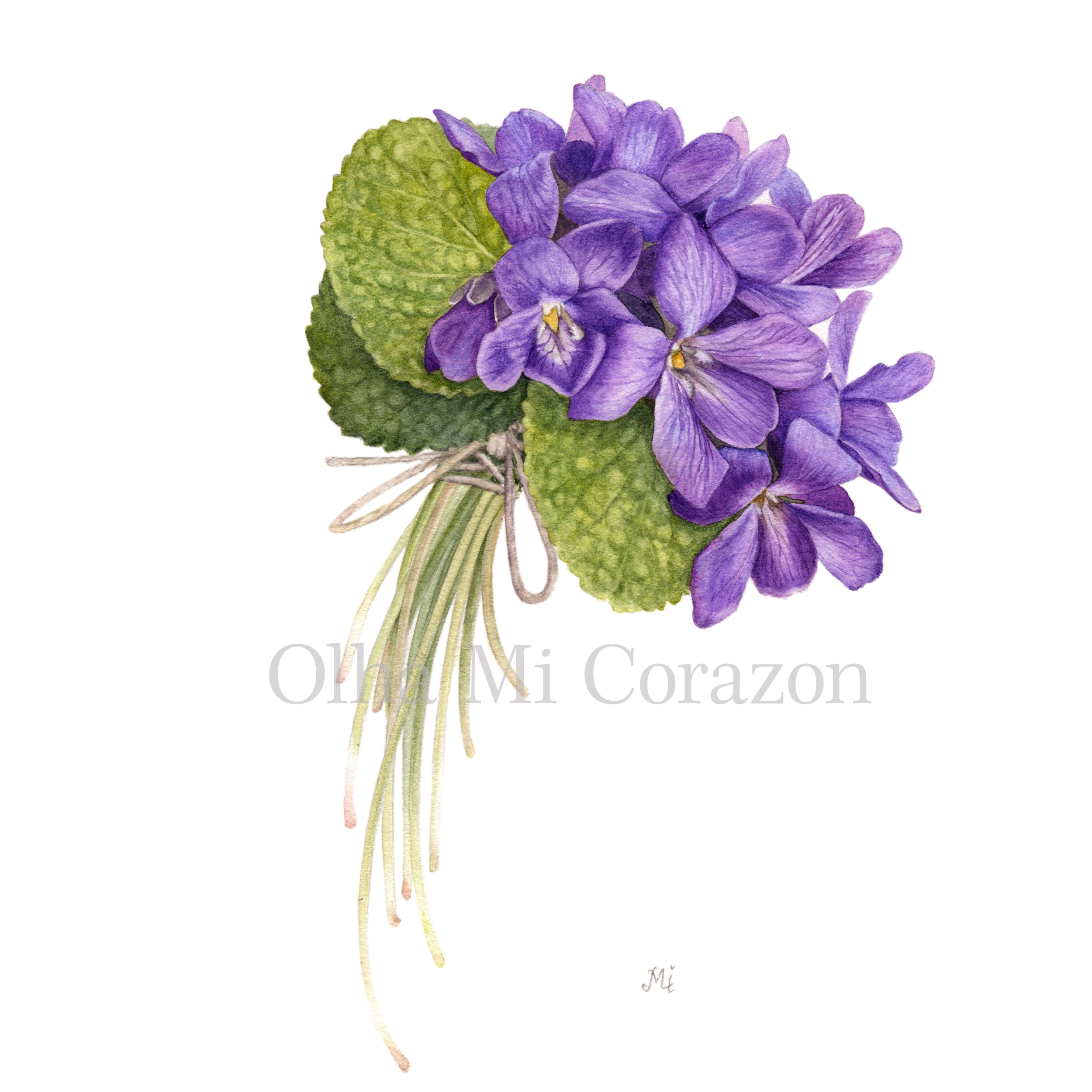 Viola odorata. Original watercolor painting, artist Olha Mi Corazon