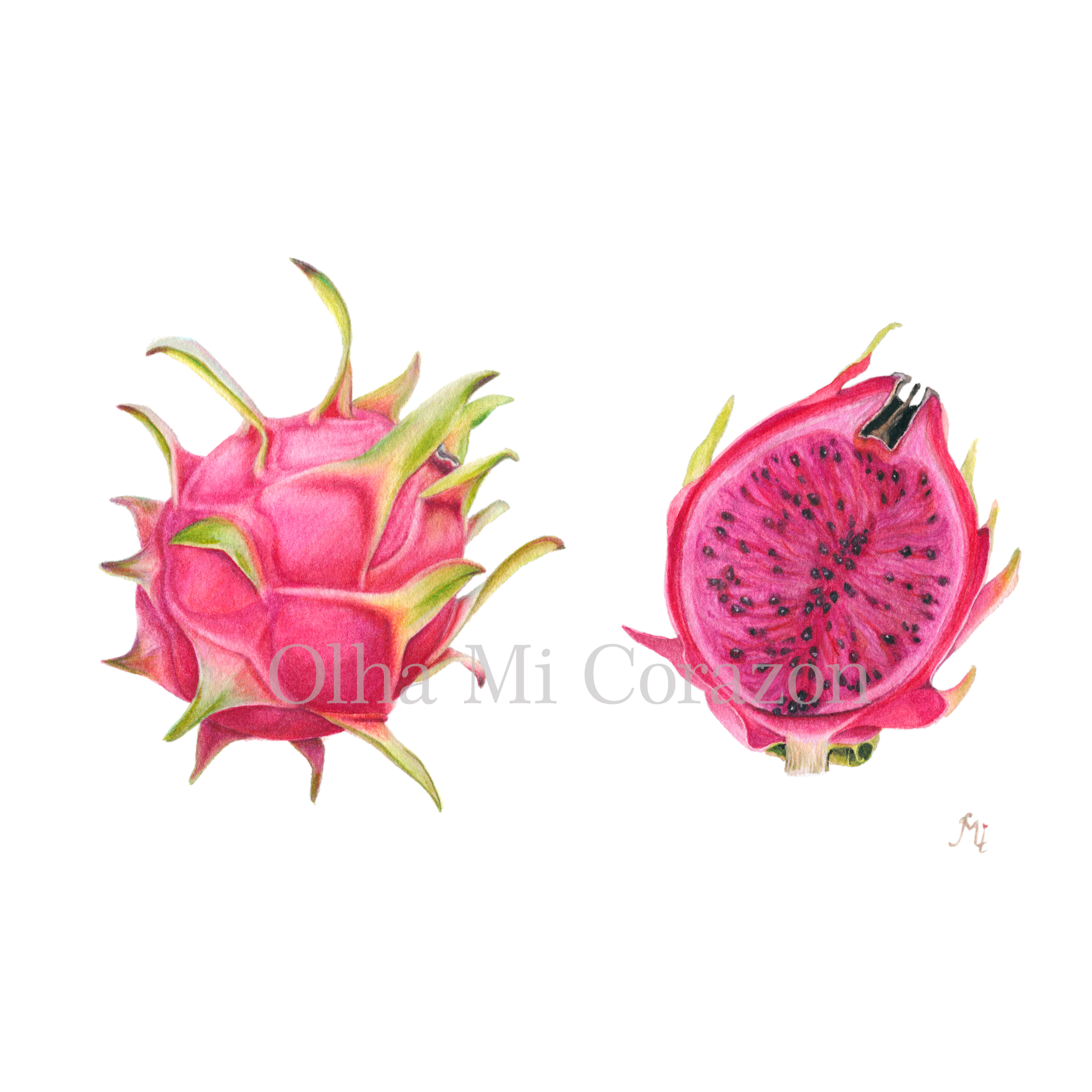 Red Pitaya/Celenicereus-costaricensis. Original watercolor painting, artist Olha Mi Corazon