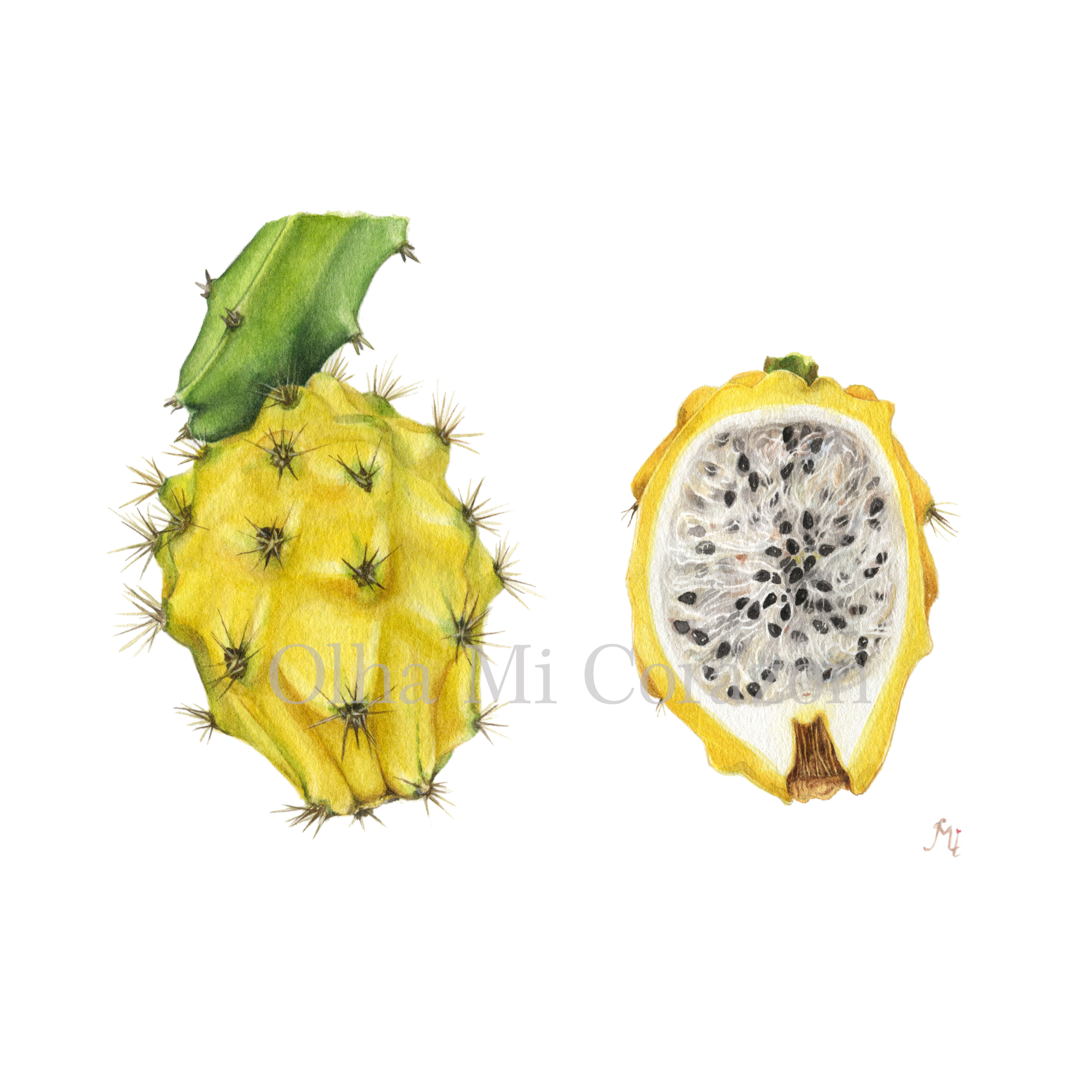 Yellow Pitaya/Celenicereus megalanthus. Original watercolor painting, artist Olha Mi Corazon