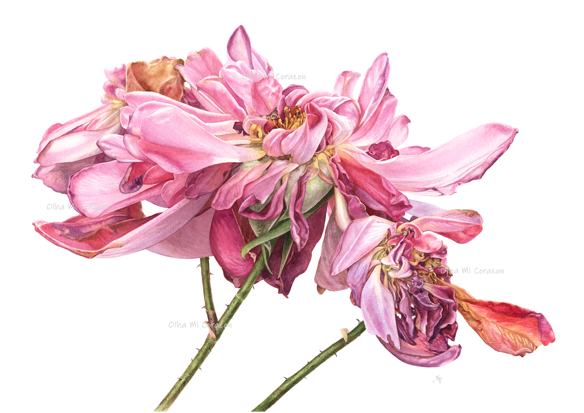Wisper - Rose Watercolor, artist Olha Mi Corazon